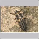 Marienkaeferlarve - Adalia bipunctata 01a.jpg